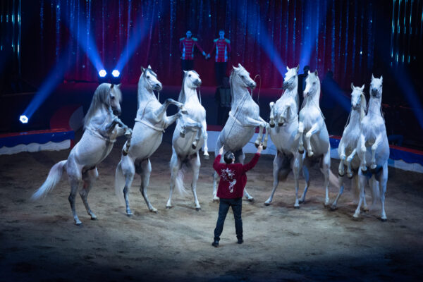 Florian Richter - Chevaux en&nbsp;liberté